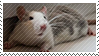 rat